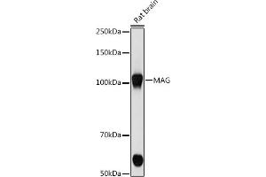 Western blot analysis of extracts of Rat brain cells, using MAG antibody (ABIN7268718) at 1:500 dilution. (MAG antibody)