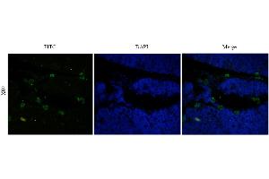 Immunofluorescence (IF) image for anti-CD52 (CD52) antibody (ABIN5668232)