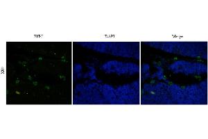 Immunofluorescent staining of rat thymus using anti-CD52 antibody  Formaldehyde-fixed rat thymus slices were stained with  at 5 µg/ml and detected with a FITC-conjugated secondary antibody. (Recombinant CD52 antibody)