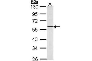 WB Image Sample (30 ug of whole cell lysate) A: Hela 10% SDS PAGE antibody diluted at 1:5000 (GABPB1 antibody  (Center))