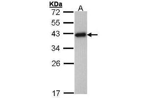 WB Image Sample (30 ug of whole cell lysate) A: Hep G2 , 12% SDS PAGE antibody diluted at 1:1000 (RPSA/Laminin Receptor antibody)