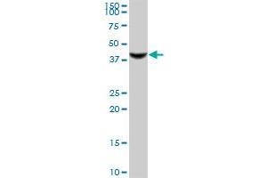RASSF8 MaxPab polyclonal antibody. (RASSF8 antibody  (AA 1-392))