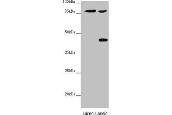 SPICE1 antibody  (AA 1-220)