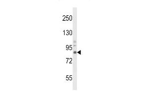 Western blot analysis of TrkA Antibody f in mouse brain tissue lysates (35 μg/lane). (TRKA antibody)