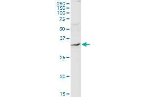 QPRT MaxPab rabbit polyclonal antibody. (QPRT antibody  (AA 1-297))