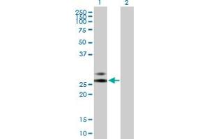Western Blot analysis of RNASE2 expression in transfected 293T cell line by RNASE2 MaxPab polyclonal antibody.