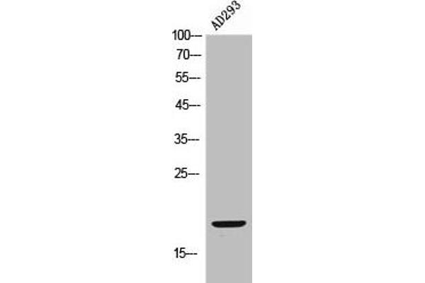 FUNDC1 antibody  (N-Term)