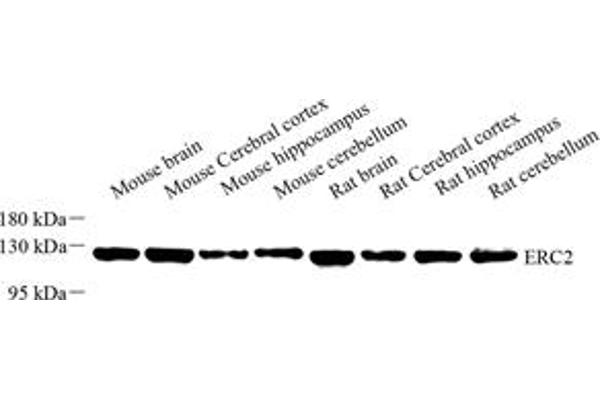 ERC2 antibody