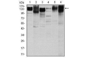 Image no. 5 for anti-Integrin beta 1 (ITGB1) antibody (ABIN1498894) (ITGB1 antibody)
