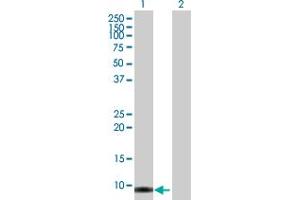 Western Blot analysis of SMR3B expression in transfected 293T cell line by SMR3B MaxPab polyclonal antibody. (SMR3B antibody  (AA 1-79))