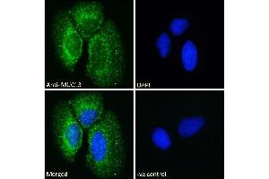 ABIN334440 Immunofluorescence analysis of paraformaldehyde fixed Caco-2 cells, permeabilized with 0. (MUC13 antibody  (Internal Region))