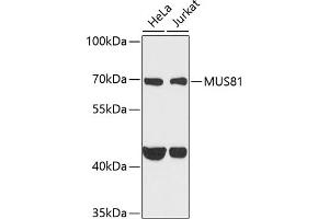 Western blot analysis of extracts of various cell lines, using MUS81 antibody (ABIN6132372, ABIN6144202, ABIN6144203 and ABIN6222560) at 1:1000 dilution. (MUS81 antibody  (AA 1-350))