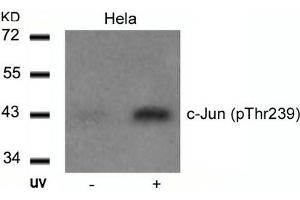 Western blot analysis of extracts from Hela cells untreated or treated with UV using c-Jun(Phospho-Thr239) Antibody. (C-JUN antibody  (pThr239))