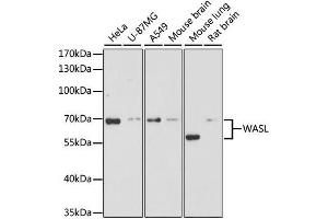 Western blot analysis of extracts of various cell lines, using WASL antibody.