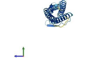 AlphaFold protein structure predicition of Human Recombinant LIM2 Protein, UniprotID P55344 (LIM2 Protein (AA 1-173) (His tag))