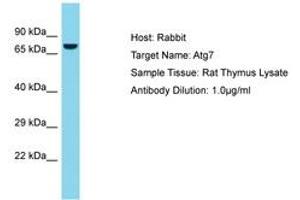 Image no. 1 for anti-ATG7 Autophagy Related 7 (ATG7) (AA 489-538) antibody (ABIN6750407) (ATG7 antibody  (AA 489-538))