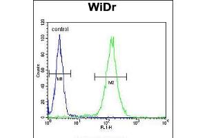 Flow cytometric analysis of WiDr cells (right histogram) compared to a negative control cell (left histogram). (FBXO34 antibody  (C-Term))