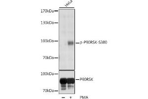 Western blot analysis of extracts of various cell lines, using Phospho-p90Rsk/RSK1/RPS6K-S380 antibody (ABIN6135275, ABIN6136172, ABIN6136173 and ABIN6225586) at 1:1000 dilution or RPS6K antibody (5718). (RPS6KA1 antibody  (pSer380))