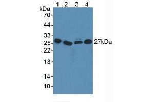 Figure. (ICOSLG antibody  (AA 23-249))