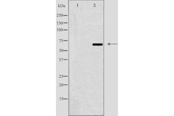 N4BP2L2 antibody  (Internal Region)