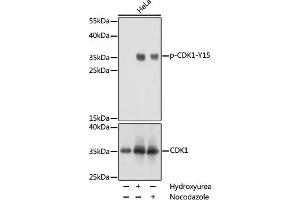Western blot analysis of extracts of NIH/3T3 cells, using phospho-STK4-T387 pAb (ABIN3019442, ABIN3019443, ABIN3019444 and ABIN6225371) at 1:1000 dilution or CDK1 antibody (ABIN3020706, ABIN3020707, ABIN3020708 and ABIN6213683). (CDK1 antibody  (pTyr15))
