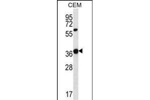 WNT16 Antibody (C-term) (ABIN657146 and ABIN2846282) western blot analysis in CEM cell line lysates (35 μg/lane). (WNT16 antibody  (C-Term))