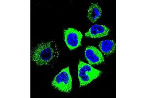Confocal immunofluorescent analysis of Y Antibody (C-term) (ABIN655601 and ABIN2845085) with NCI- cell followed by Alexa Fluor 488-conjugated goat anti-rabbit lgG (green). (YI016 (AA 253-280), (C-Term) antibody)