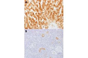 Immunohistochemical staining (Formalin-fixed paraffin-embedded sections) of human liver (A) and human tonsil (B) with GJB1 monoclonal antibody, clone GJB1/1753 . (GJB1 antibody)