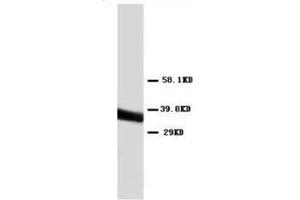 Western blot analysis of Hela cell lysis using Annexin V antibody (Annexin V antibody  (C-Term))