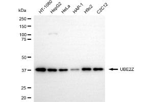 Western blotting analysis using UBE2Z antibody (ABIN7800755).