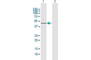 Western Blot analysis of PLEKHA1 expression in transfected 293T cell line by PLEKHA1 MaxPab polyclonal antibody. (PLEKHA1 antibody  (AA 1-404))