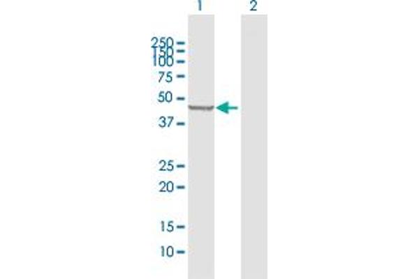 PLEKHA1 antibody  (AA 1-404)