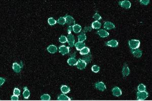 Immunofluorescent staining of mouse macrophage cells with gp91[phox] antibody. (CYBB antibody  (AA 450-556))