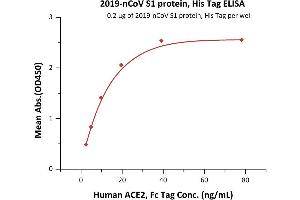 Immobilized 2019-nCoV S1 protein, His Tag ( ABIN6952427) at 2 μg/mL (100 μL/well) can bind Human ACE2, Fc Tag with a linear range of 2-20 ng/mL (QC tested). (SARS-CoV-2 Spike S1 Protein (His tag))