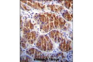Cdc14 Antibody immunohistochemistry analysis in formalin fixed and paraffin embedded human stomach tissue followed by peroxidase conjugation of the secondary antibody and DAB staining. (CDC14A antibody)