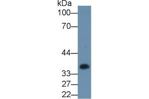 Detection of CSN1 in Hela cell lysate using Polyclonal Antibody to Casein Alpha (CSN1) (Casein alpha S1 antibody  (AA 16-313))