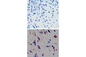 Immunohistochemical analysis of TAAR1 in paraffin-embedded formalin-fixed mouse brain tissue. (TAAR1 antibody  (AA 200-230))