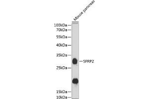 Western blot analysis of extracts of mouse pancreas, using SFRP2 antibody  at 1:3000 dilution. (SFRP2 antibody  (AA 141-295))