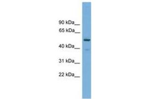 Image no. 1 for anti-Tripartite Motif Containing 38 (TRIM38) (AA 287-336) antibody (ABIN6745631) (TRIM38 antibody  (AA 287-336))