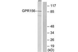 Western Blotting (WB) image for anti-G Protein-Coupled Receptor 156 (GPR156) (AA 501-550) antibody (ABIN2890854) (GPR156 antibody  (AA 501-550))