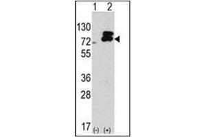 Western blot analysis of Autophagy ATG7 (C-term) in 293 cell line lysates transiently transfected with the ATG7 gene (2 µg/Lane). (ATG7 antibody  (C-Term))