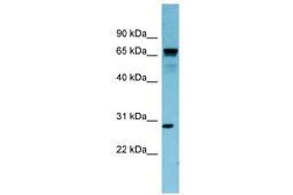 RASL12 antibody  (N-Term)