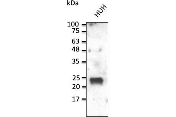 RAB1A 抗体  (C-Term)