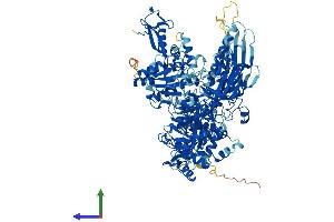 AlphaFold protein structure predicition of Human Recombinant POLR2B Protein, UniprotID P30876 (POLR2B Protein (AA 1-1174) (His tag))