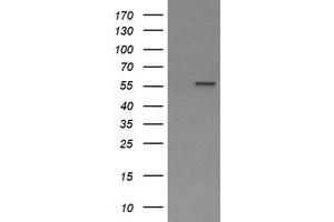 Image no. 1 for anti-Phosphoribosyl Pyrophosphate Amidotransferase (PPAT) (AA 42-278) antibody (ABIN1491500) (PPAT antibody  (AA 42-278))