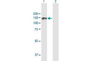 Western Blot analysis of LPIN2 expression in transfected 293T cell line by LPIN2 MaxPab polyclonal antibody. (Lipin 2 antibody  (AA 1-896))