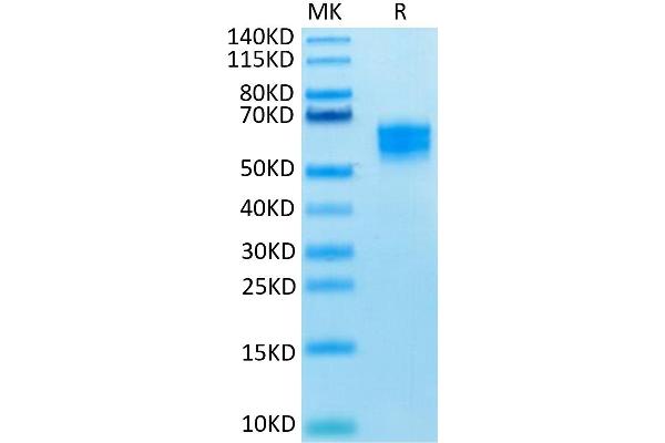 KLRK1 Protein (AA 78-216) (Fc-DYKDDDDK Tag)