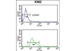 Flow cytometry analysis of K562 cells (bottom histogram) compared to a negative control cell (top histogram). (TRIP13 antibody  (N-Term))