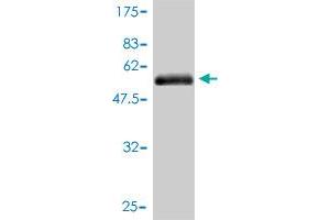 Western Blotting (WB) image for anti-Hemopexin (HPX) (AA 1-254) antibody (ABIN561362)