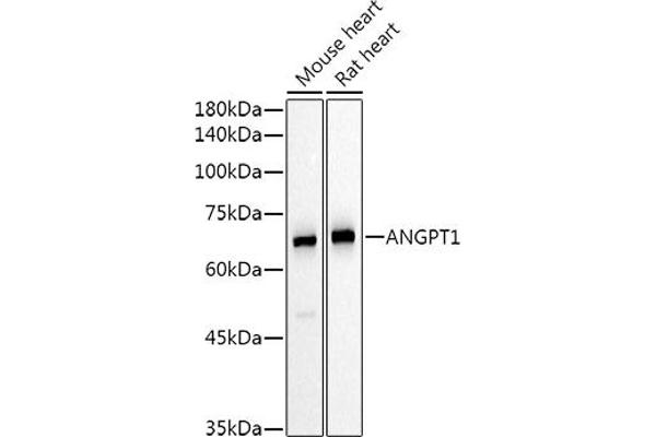 Angiopoietin 1 antibody  (AA 260-400)